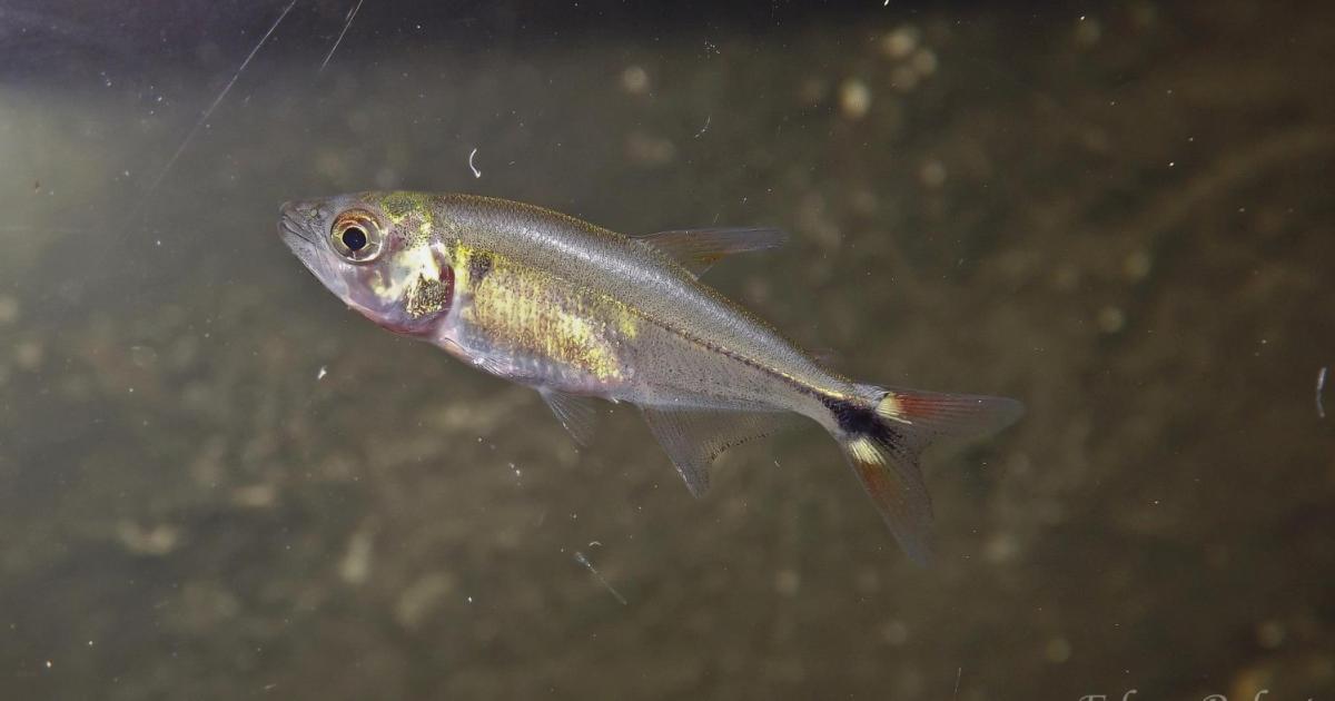 Oligosarcus 119533 Biofaces Bring Nature Closer