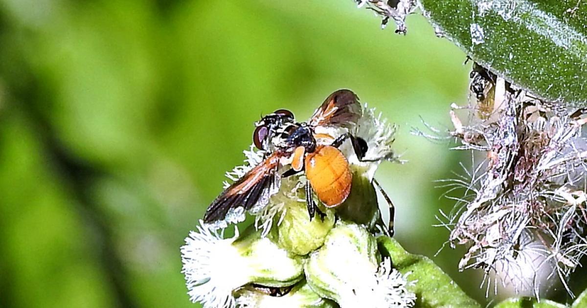 Ceratitis 121316 Biofaces Bring Nature Closer