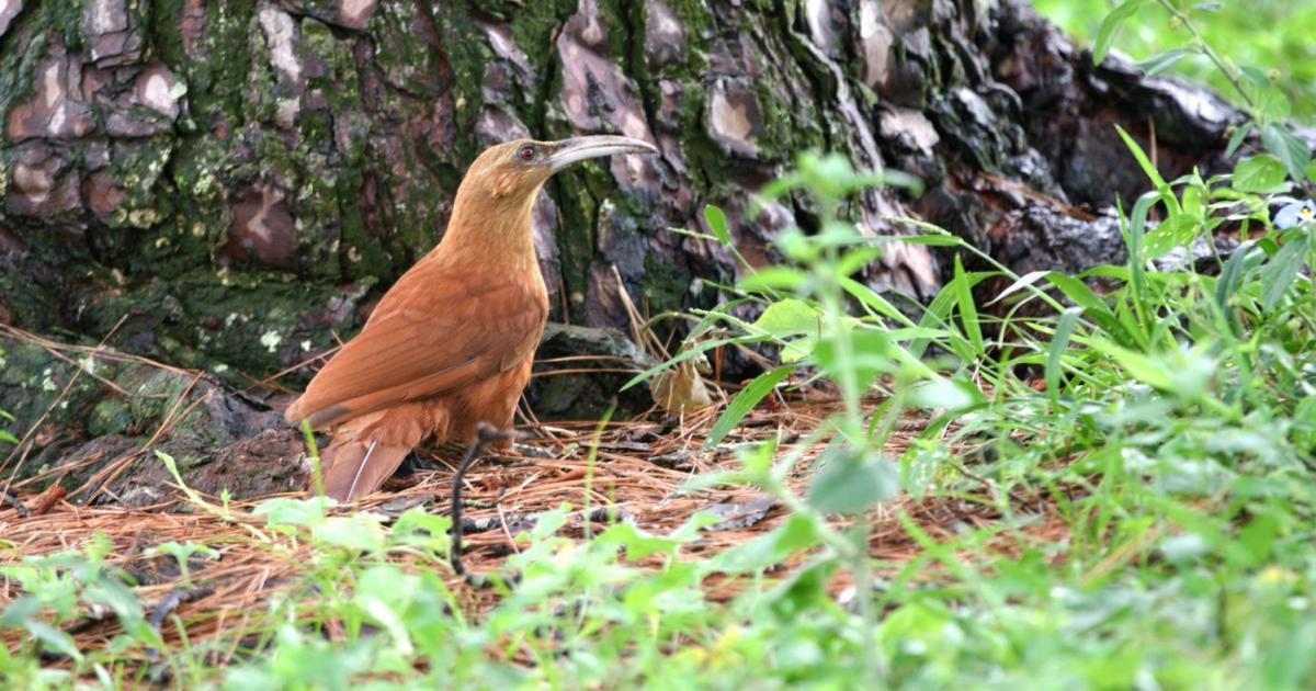 Trepador #127860 - Biofaces - Bring Nature Closer