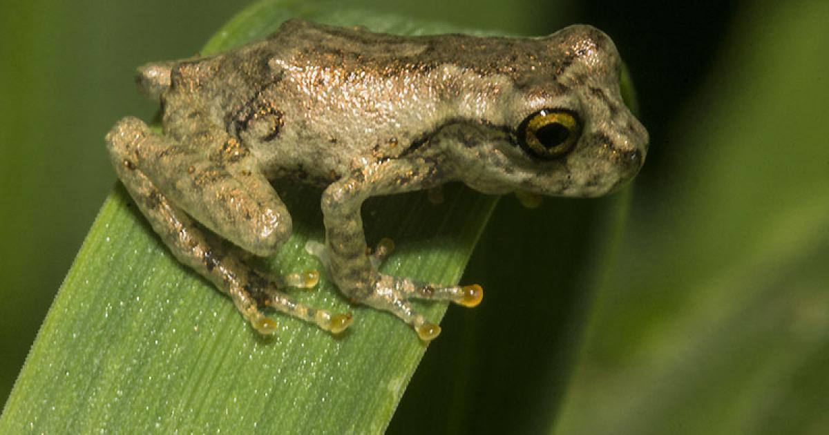 Scinax 130489 Biofaces Bring Nature Closer