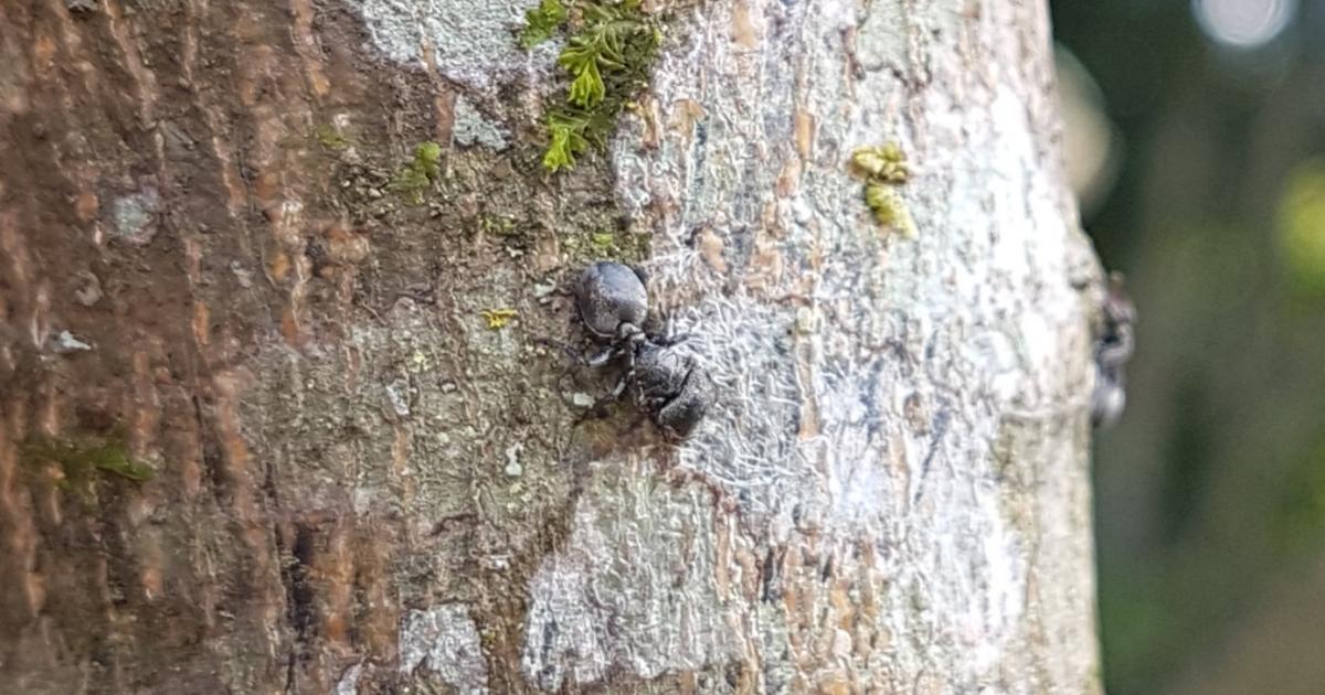 Cephalotes 132514 Biofaces Bring Nature Closer