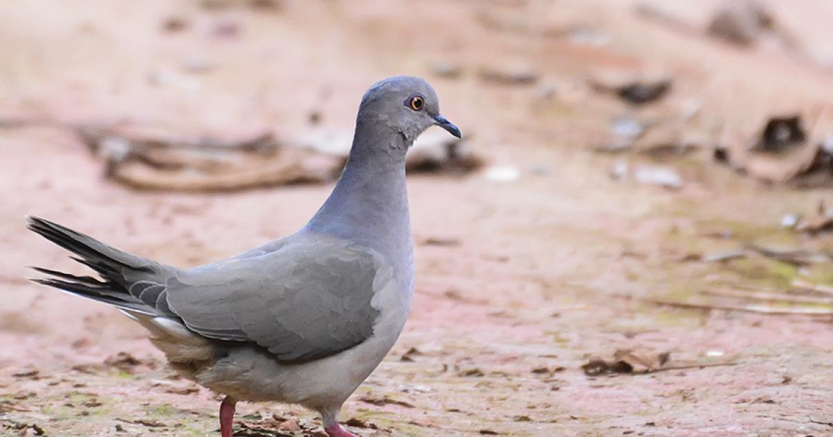 Juriti Pupu Biofaces Bring Nature Closer