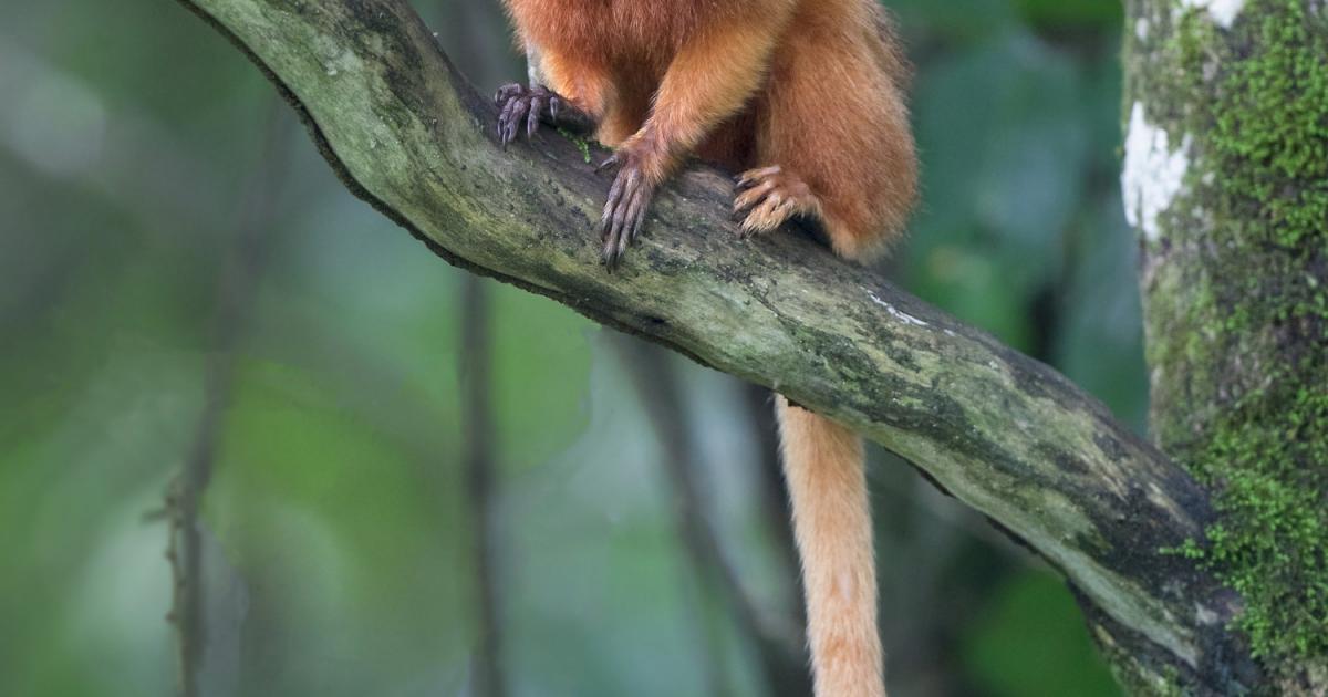 Mico-leão-dourado #136670 - Biofaces - Bring Nature Closer