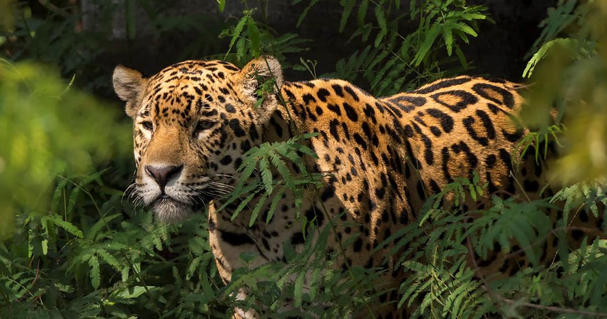 Panthera #137097 - Biofaces - Bring Nature Closer