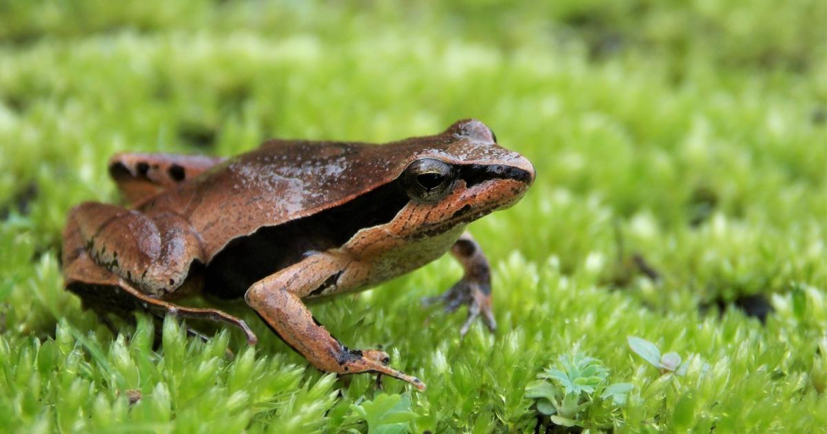 Physalaemus 140413 Biofaces Bring Nature Closer