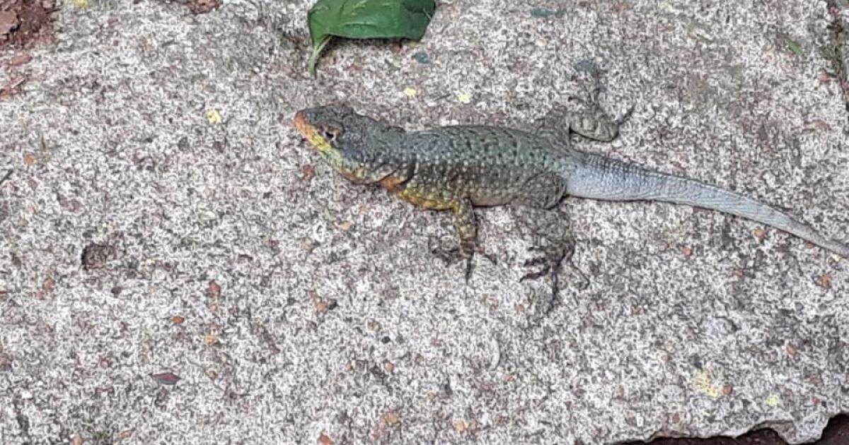 Calango 142399 Biofaces Bring Nature Closer