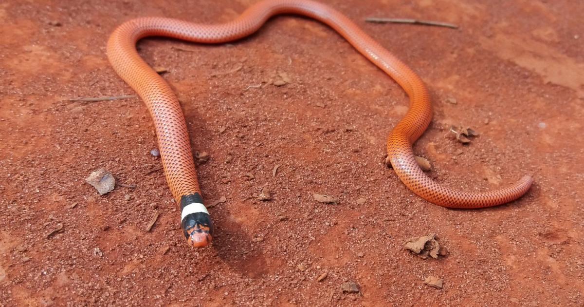 Phalotris 146442 Biofaces Bring Nature Closer