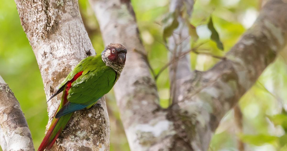 Pyrrhura 156620 Biofaces Bring Nature Closer