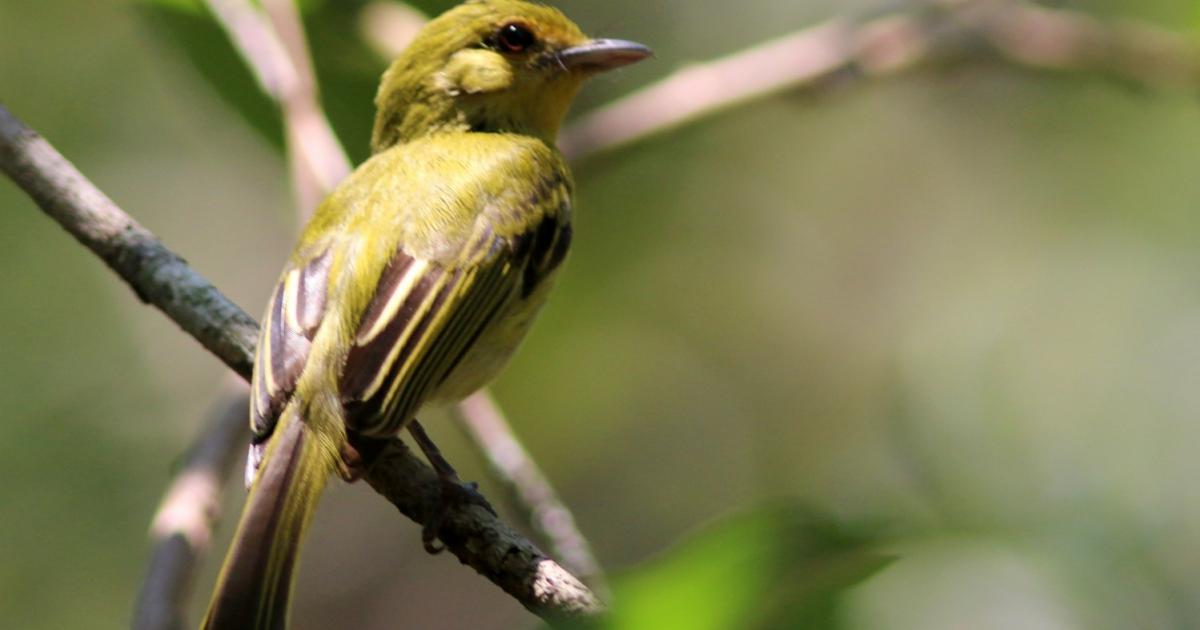 Bico-chato-amarelo #160156 - Biofaces - Bring Nature Closer