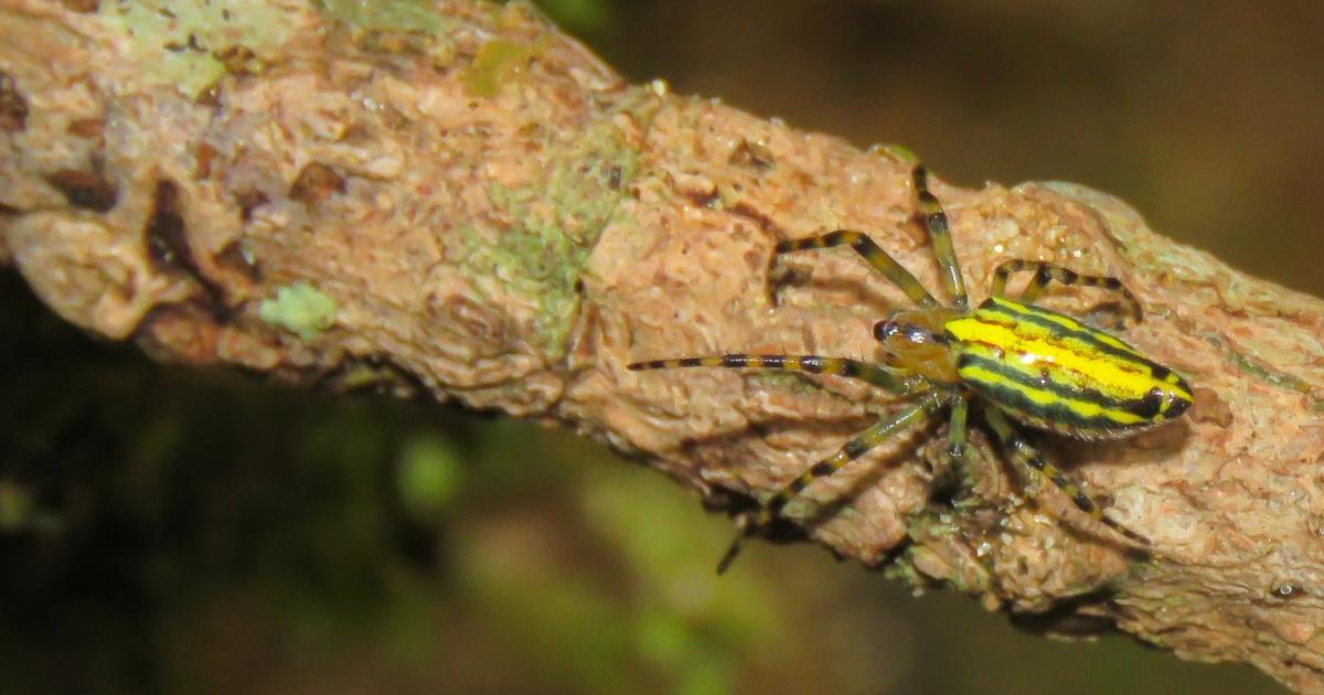 Alpaida 163419 Biofaces Bring Nature Closer