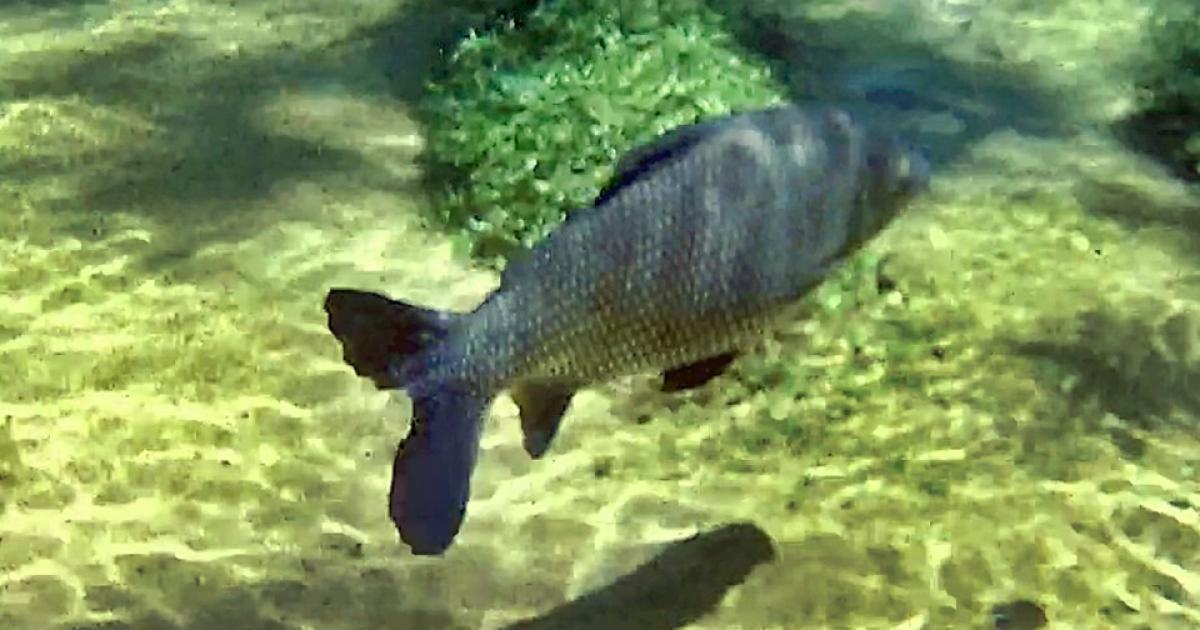 Prochilodus 163957 Biofaces Bring Nature Closer