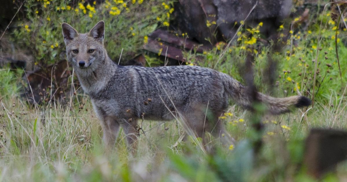Graxaim-do-campo Lycalopex Gymnocercus