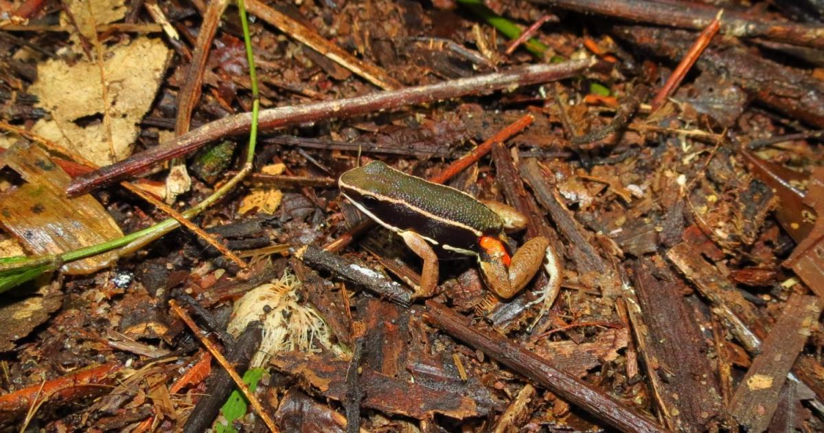 Allobates 167407 Biofaces Bring Nature Closer