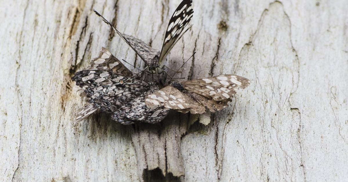 Hamadryas 168005 Biofaces Bring Nature Closer