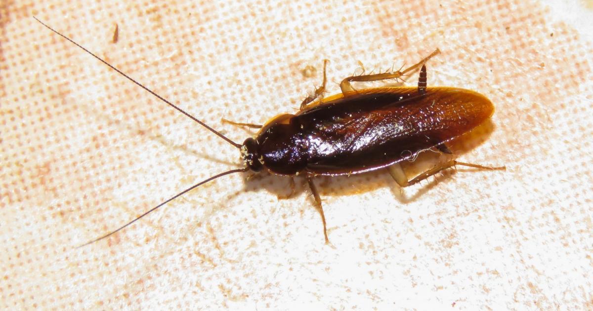 Xestoblatta sp Biofaces Bring Nature Closer