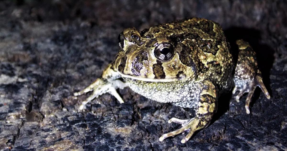 Odontophrynus 168938 Biofaces Bring Nature Closer