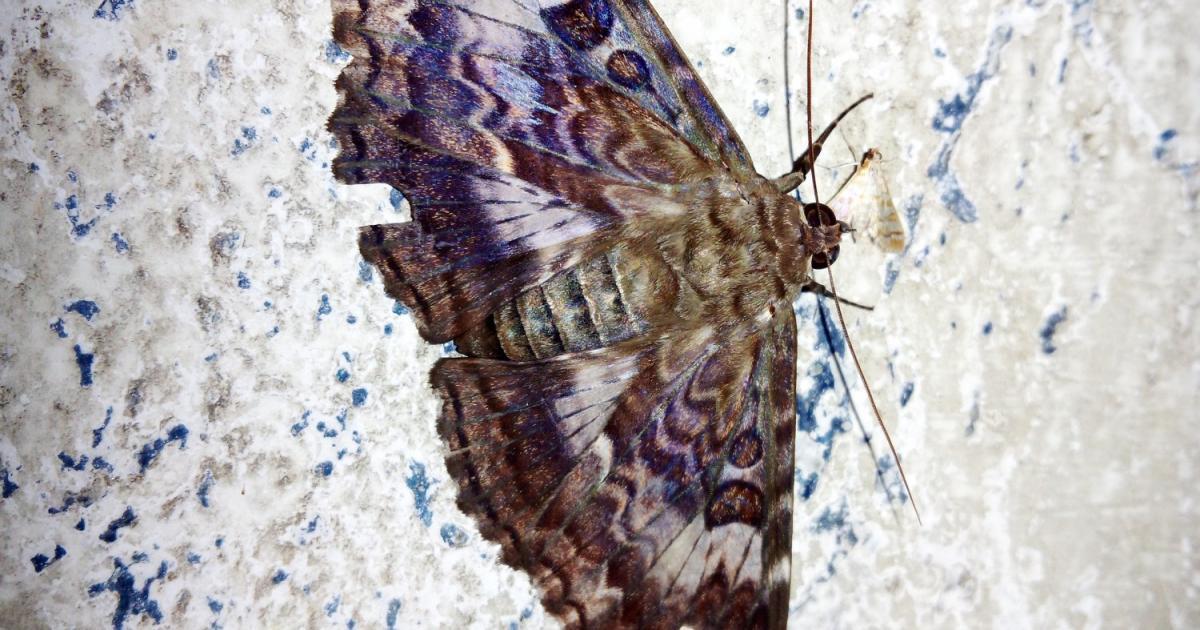 Mariposa #171325 - Biofaces - Bring Nature Closer
