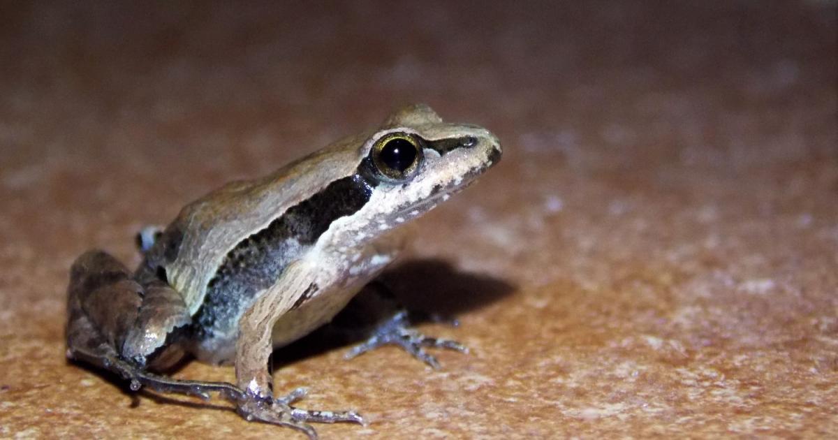 Physalaemus 172453 Biofaces Bring Nature Closer