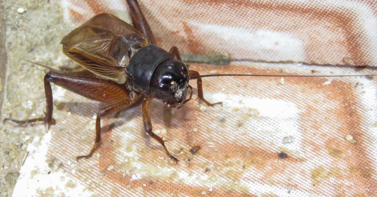 Gryllus 175865 Biofaces Bring Nature Closer