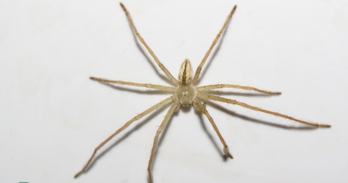 Philodromidae 176457 Biofaces Bring Nature Closer