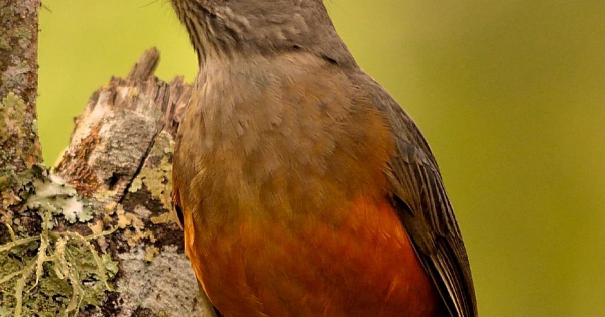 Sabiá-laranjeira #180537 - Biofaces - Bring Nature Closer