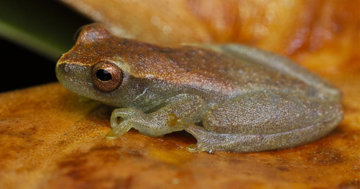 Dendropsophus 183471 Biofaces Bring Nature Closer