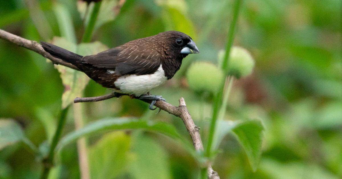 Lonchura 188686 Biofaces Bring Nature Closer