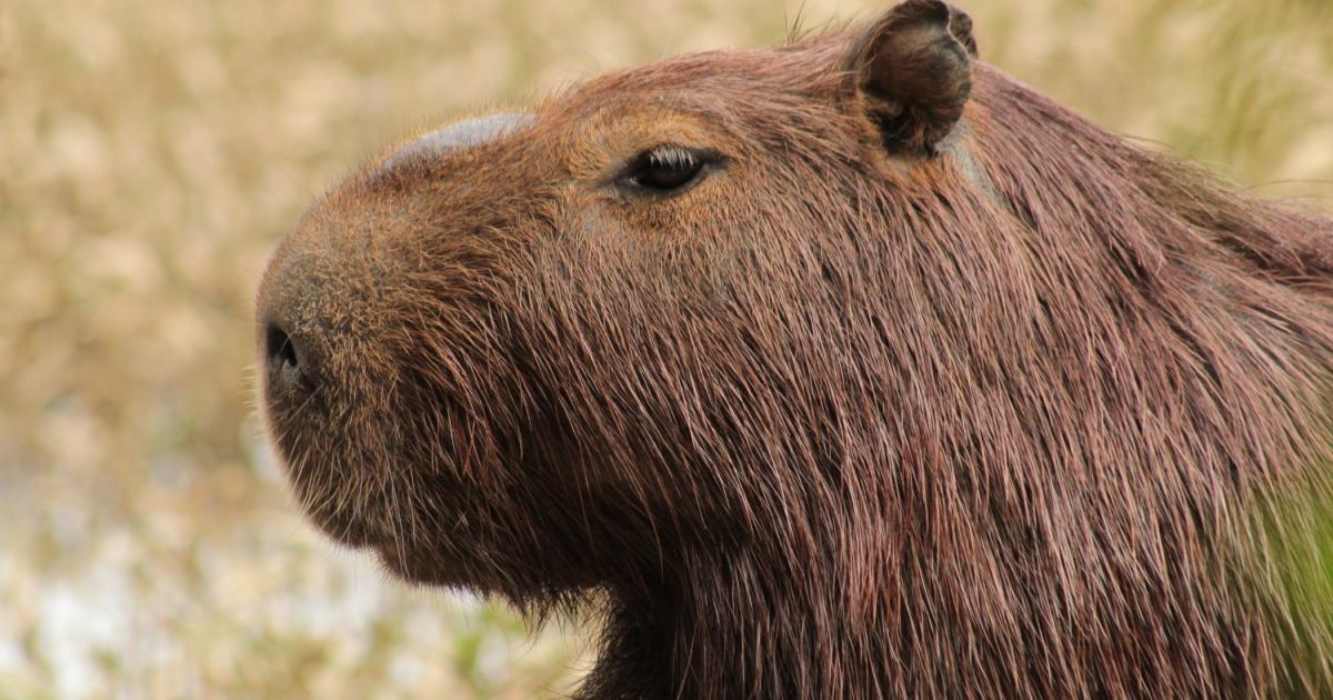 Capivara 192303 Biofaces Bring Nature Closer