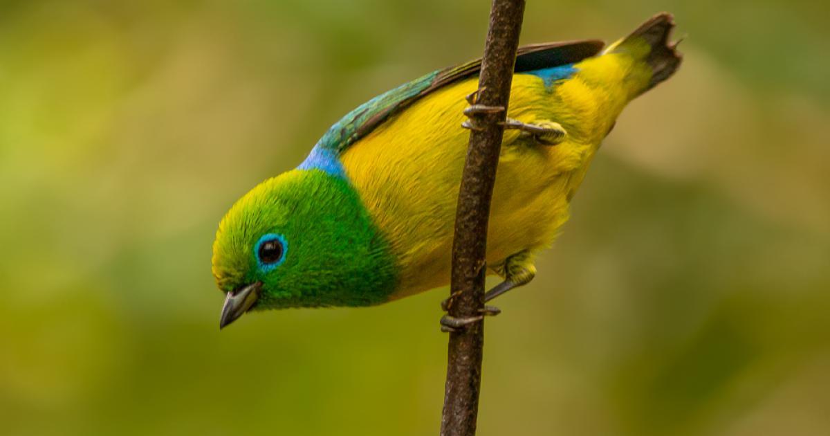 Chlorophonia 193478 Biofaces Bring Nature Closer