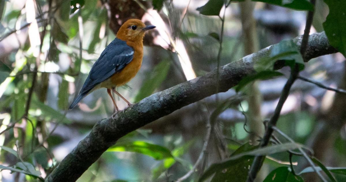 Geokichla 194416 Biofaces Bring Nature Closer