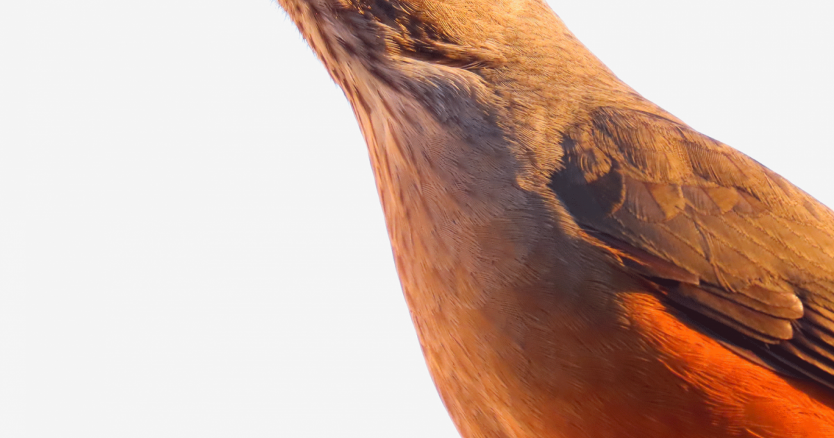 Sabiá-laranjeira #195695 - Biofaces - Bring Nature Closer