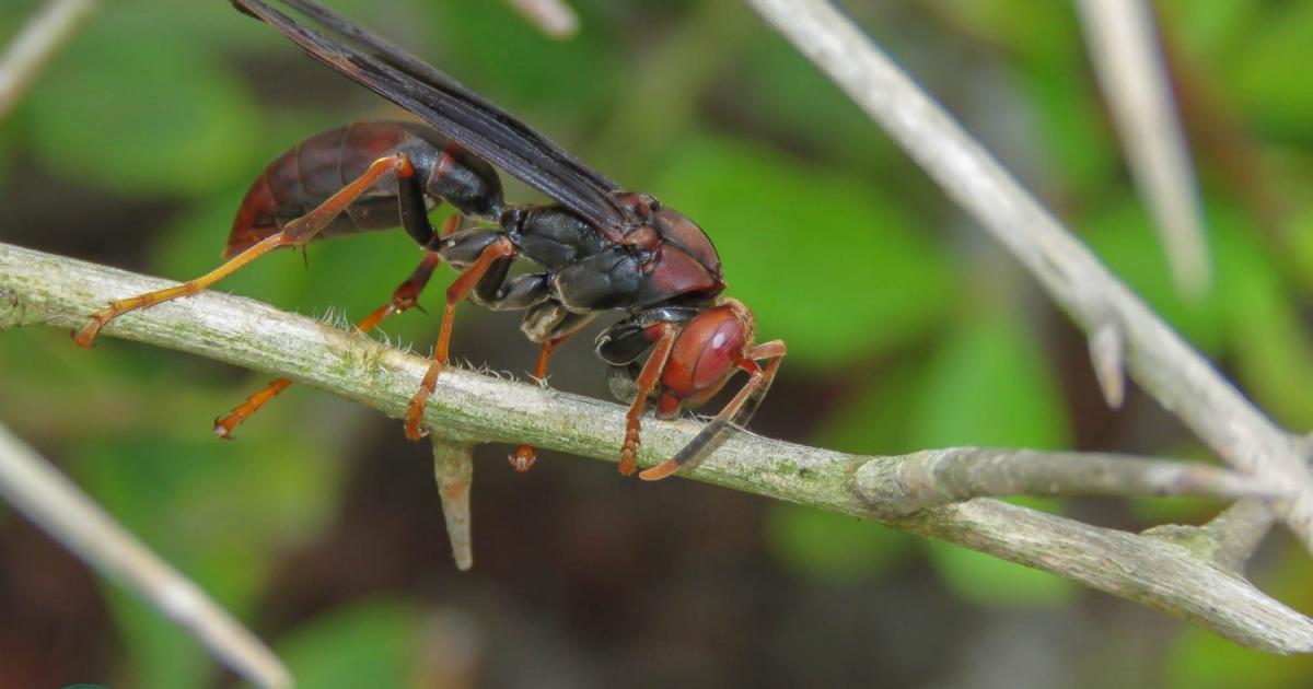 Polistes 202361 Biofaces Bring Nature Closer