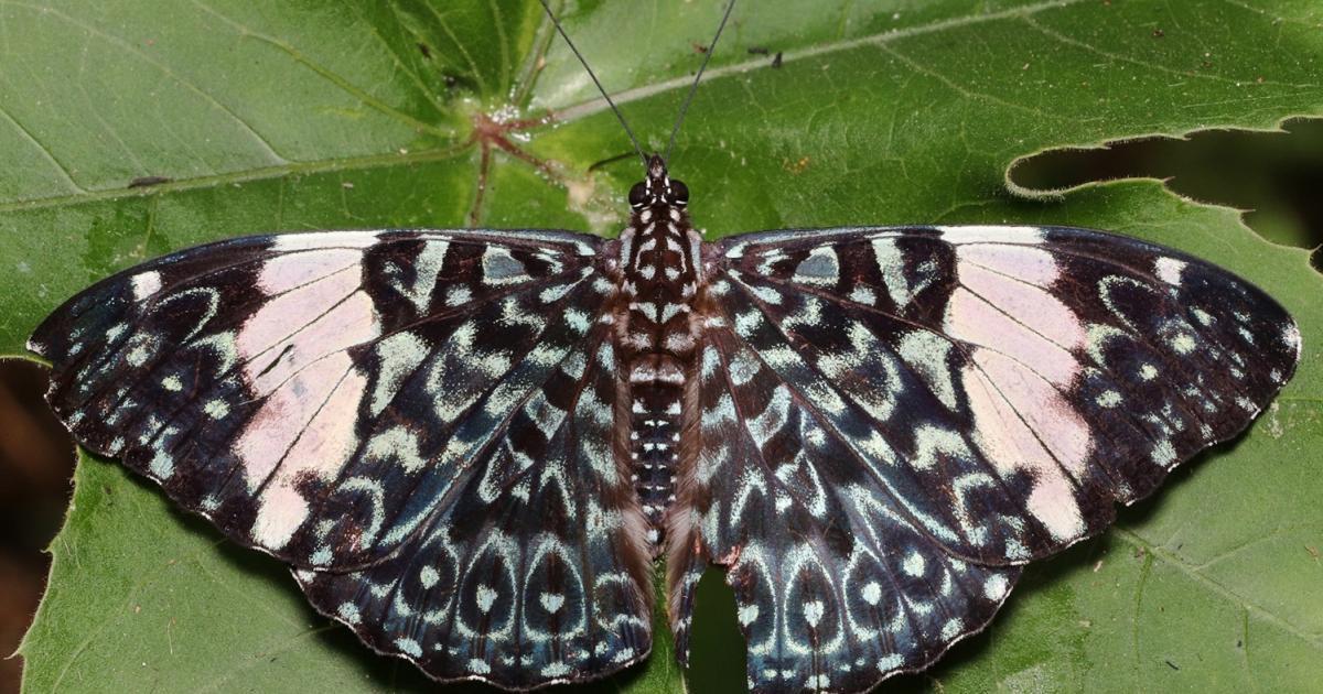 Hamadryas arinome [Not evaluated] Biofaces Bring Nature Closer