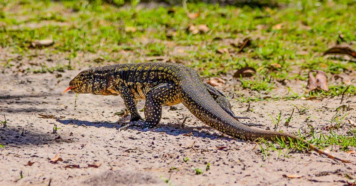 Tupinambis merianae Biofaces Bring Nature Closer