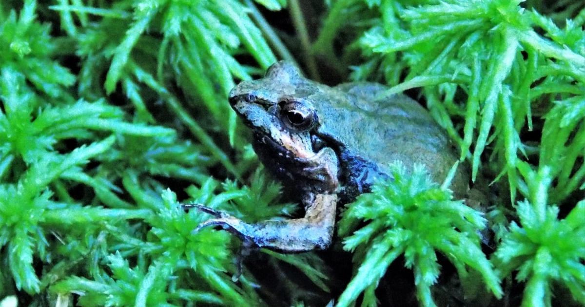 Physalaemus 205054 Biofaces Bring Nature Closer