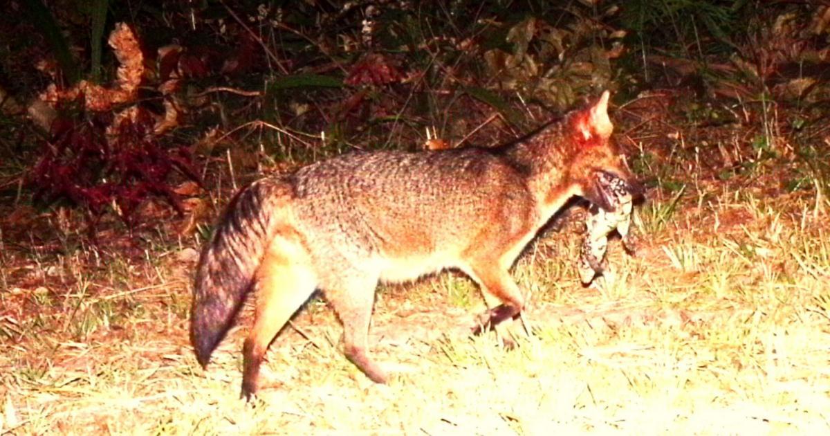 camera 206139 Biofaces Bring Nature Closer