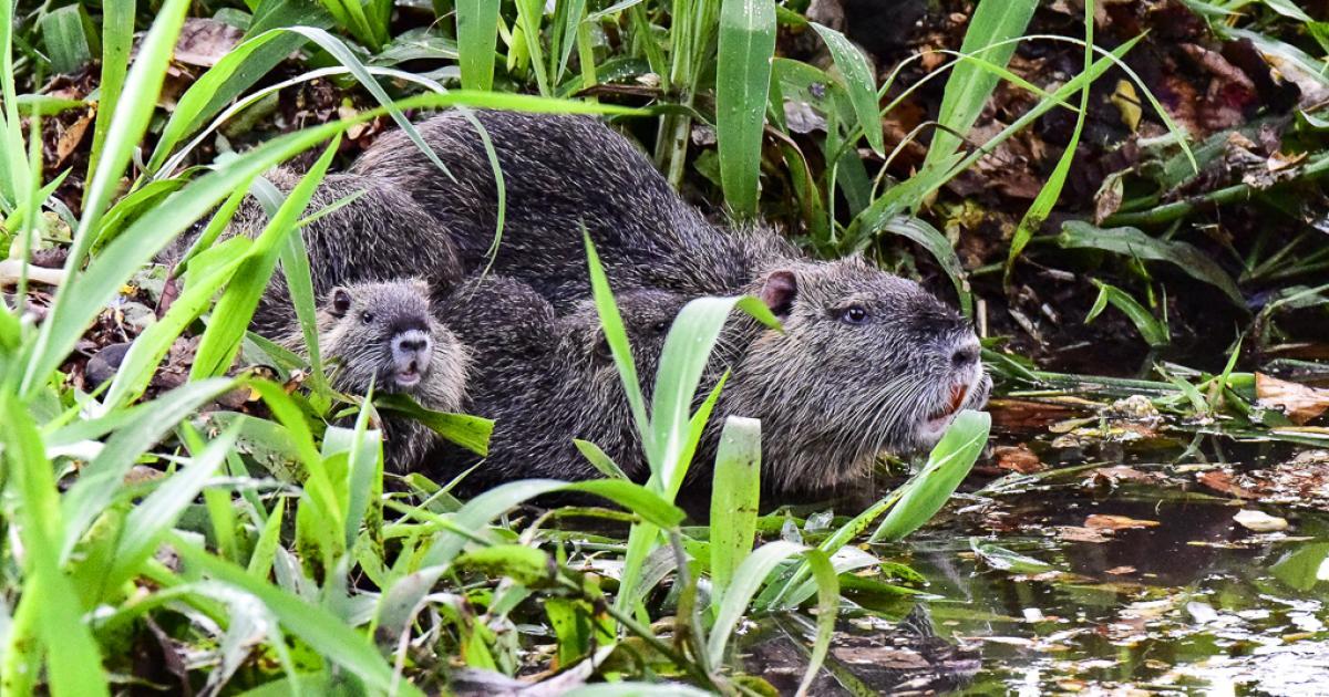 Ratãodobanhado 206561 Biofaces Bring Nature Closer