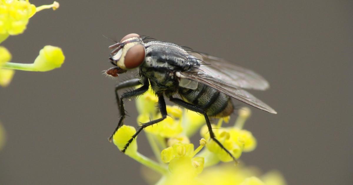 Mosca-doméstica #207797 - Biofaces - Bring Nature Closer