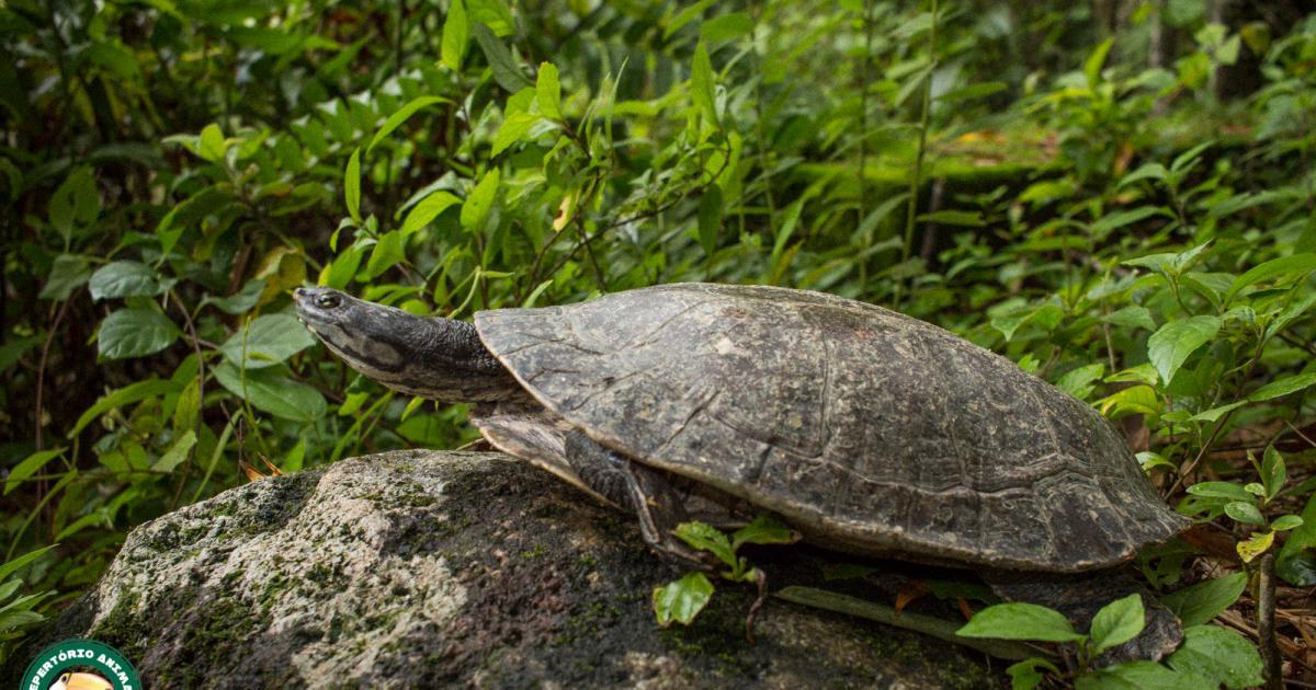 Phrynops hilarii Biofaces Bring Nature Closer