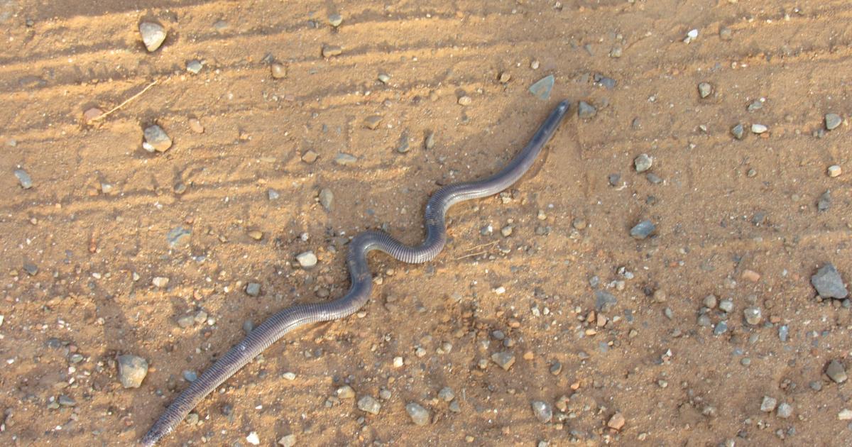 Amphisbaena Biofaces Bring Nature Closer