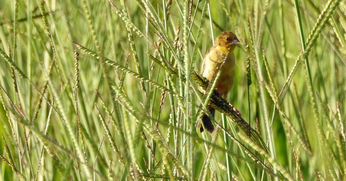 Sicalis 218994 Biofaces Bring Nature Closer