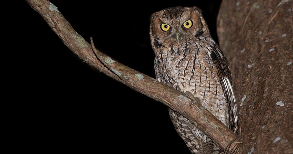 Jenynsia sanctaecatarinae