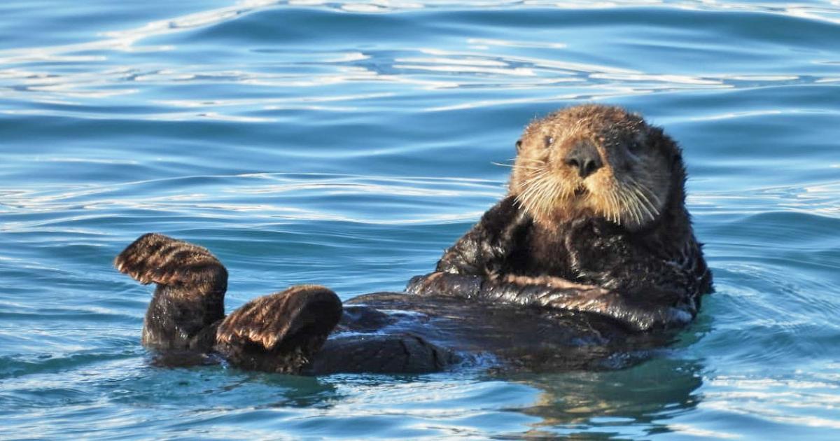 Lontra 222182 Biofaces Bring Nature Closer