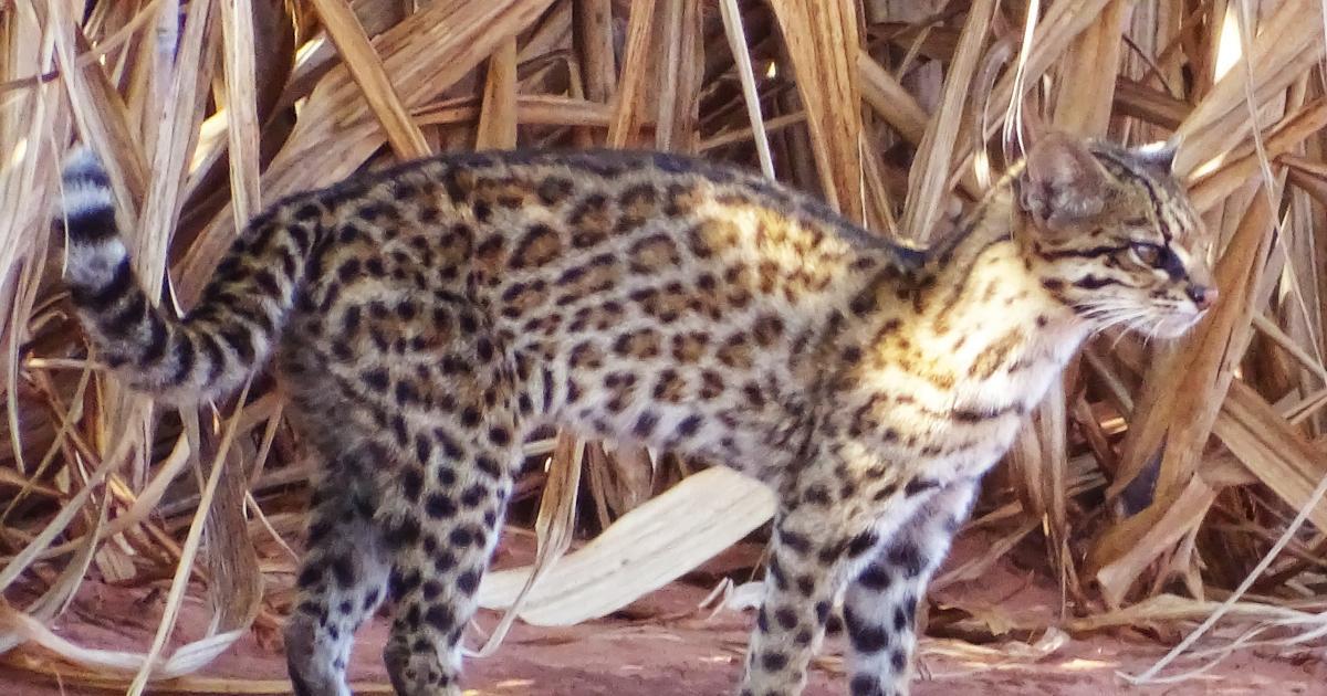 Gatodomatopequeno_Leopardus 227066 Biofaces Bring Nature Closer Gatodomatopequeno_Leopardus 227066 Biofaces Bring Nature Closer