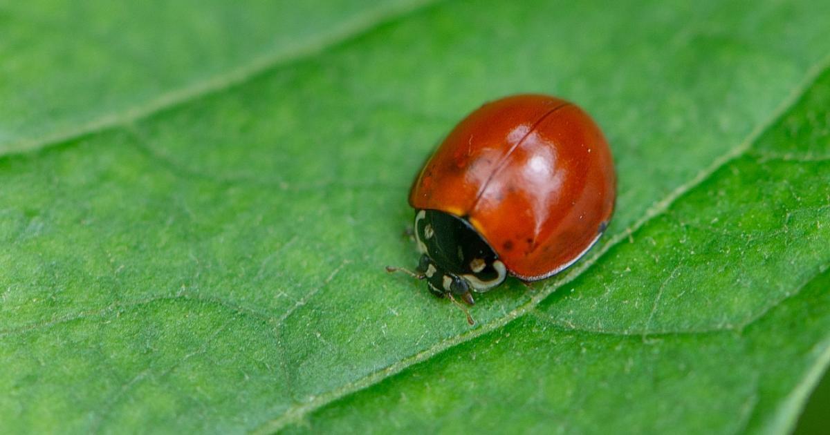 Joaninha #255949 - Biofaces - Bring Nature Closer