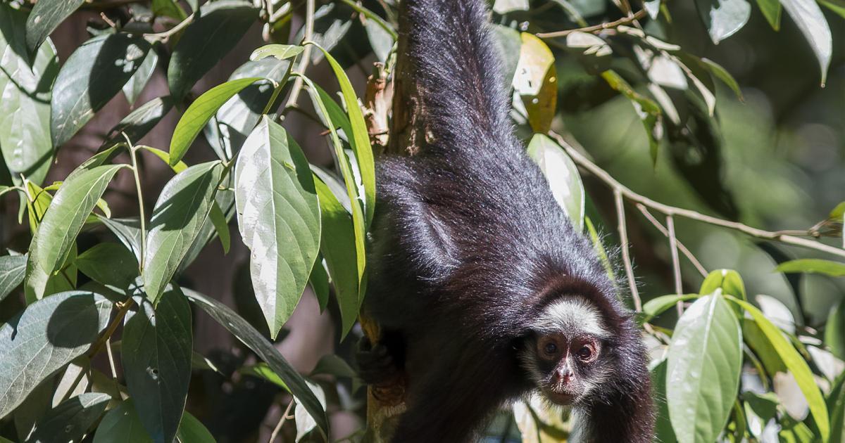 Ateles 259203 Biofaces Bring Nature Closer