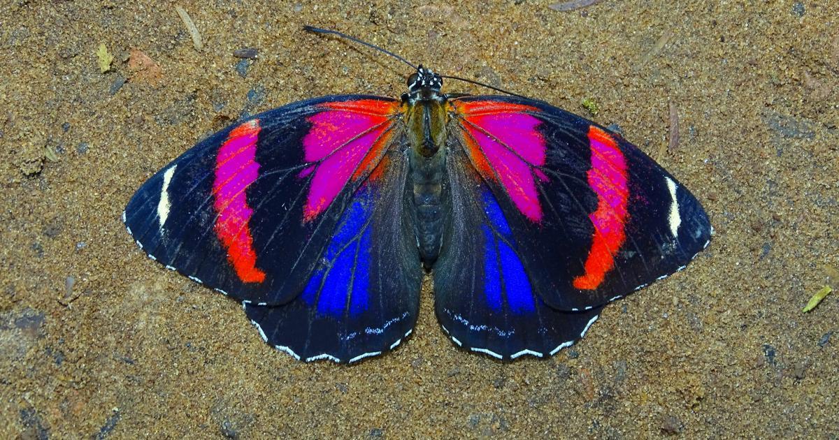 Borboleta 261363 Biofaces Bring Nature Closer