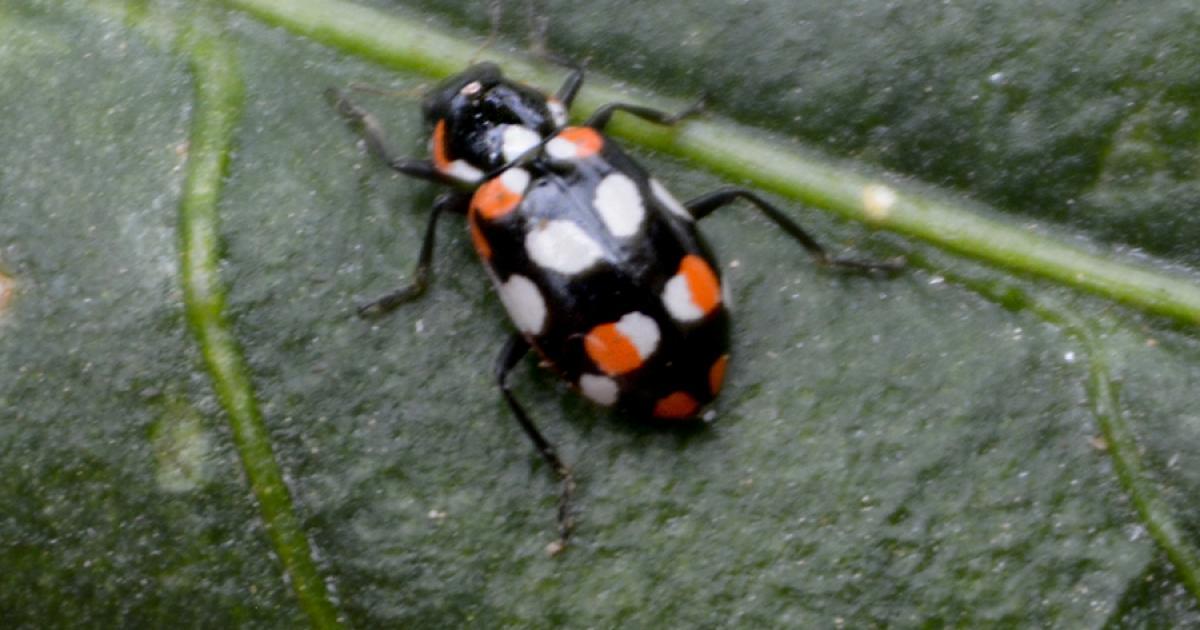 Joaninha #261783 - Biofaces - Bring Nature Closer