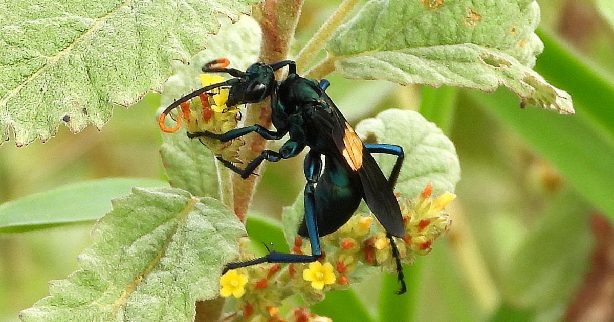 📌Vespas-caçadoras🕷️ . As - Projeto ConserVamos Cerrado