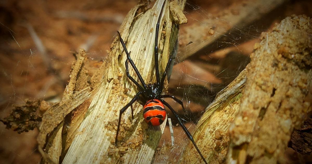 Latrodectus 268476 Biofaces Bring Nature Closer
